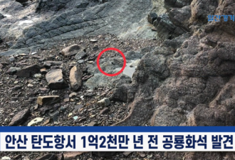 韩市民海边溜达捡到1.2亿年前恐龙化石