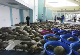 德州暴雪动物也难熬 3500冻僵海龟挤满收容所