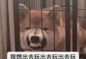 震惊！多伦多旁的冰冻瀑布被华人挤爆