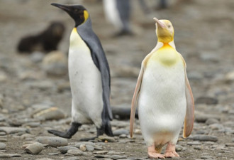 南极发现全球首只金色企鹅 摄影师：太幸运！