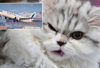 猫咪闯入驾驶舱袭击飞行员，一客机迫降