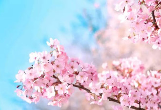 越南00后最美校花爆红，尤物身材遭围观