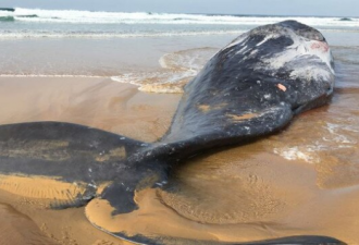 巨大鲸鱼尸体冲上岸 墨尔本景点发布鲨鱼警告！