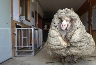 澳洲绵羊逃离农场5年，只为自由！结局意想不到