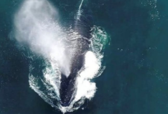 鲸鱼如何帮助我们的地球降温