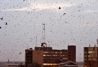 科特迪瓦首都的天空被数不清蝙蝠“占领”了！