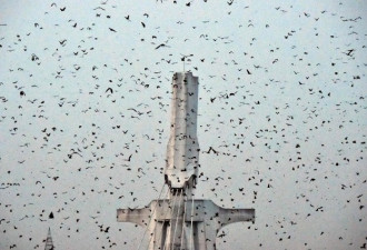 科特迪瓦首都的天空被数不清蝙蝠“占领”了！
