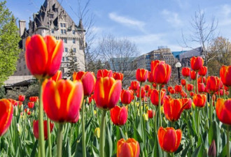 春天来了！加拿大迎近年最暖春季