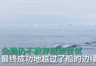 企鹅为逃脱虎鲸捕食跳上游船，全程高能！