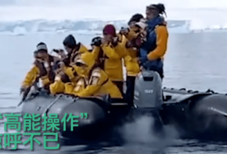 企鹅为逃脱虎鲸捕食跳上游船，全程高能！