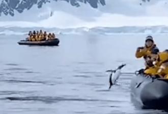 企鹅为逃脱虎鲸捕食跳上游船，全程高能！