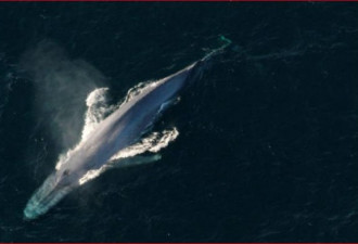 新研究揭最长寿鲸鱼“抗癌密技”