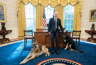 咬伤白宫安保人员 拜登爱犬被迫送离白宫