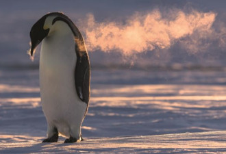 一名摄影师和一万南极帝企鹅相伴的时光