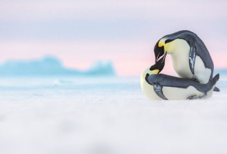一名摄影师和一万南极帝企鹅相伴的时光