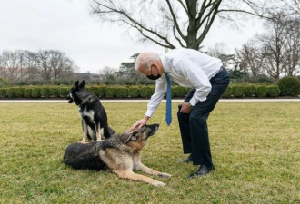 ＂白宫狗＂惹祸 总统爱宠曾引发外交危机