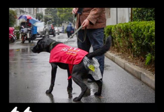 上海“毒死导盲犬，不准它排尿！”