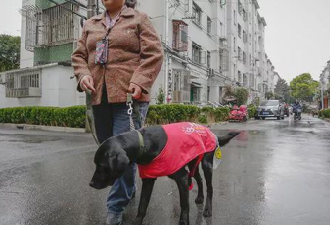 上海“毒死导盲犬，不准它排尿！”