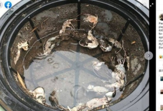 慎入！澳鼠患肆虐 水箱浮满鼠尸画面惊悚