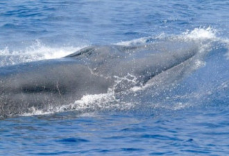 美国发现一种新的神秘鲸鱼