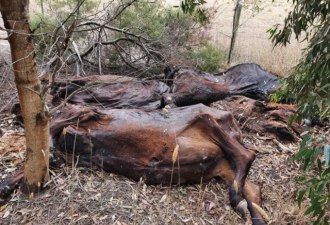 澳洲河边惊现36具牛尸！有些腐臭一年