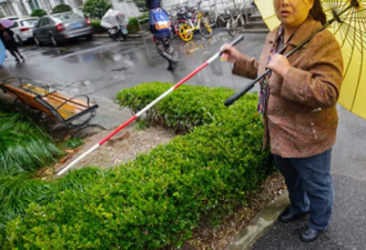 上海盲人阿姨被小区嫌弃 邻居威胁毒死导盲犬