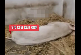 14岁“猪坚强”已瘦骨嶙峋无法站立