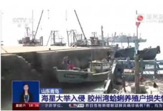 海星入侵青岛海域几天后 快被吃光了…