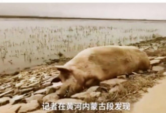 “死猪弃尸”案：污染黄河的病死猪恐惧？