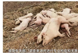 “死猪弃尸”案：污染黄河的病死猪恐惧？