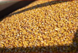 中国向美下了史上第2大玉米采购订单