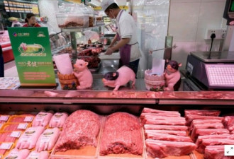 非洲猪瘟再起：重创中国北方养猪 南方拉响警报
