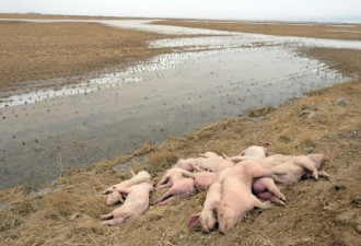 内蒙黄河国堤现大量不明猪尸 或因非洲猪瘟