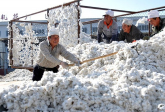 中国新疆棉花种收画面：高度机械化采棉