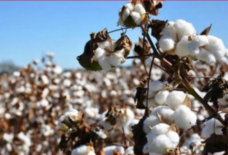 “新疆棉花”正式升格为中美贸易战 品牌拉锯