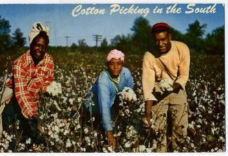 丑恶！数十年前美国还低价雇黑人摘棉花