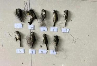 农妇为保油菜挂丝网，捕获22只鸟被刑拘