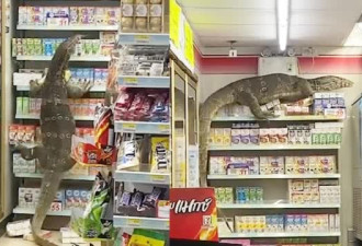 泰国2米长巨蜥闯进便利店横冲直撞