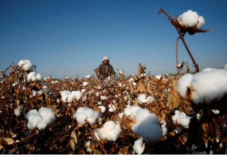 新疆棉花都是机械采摘？“被自愿”爆料真相