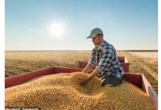 俄罗斯抑制小麦出口 中国采购澳州小麦数量暴增