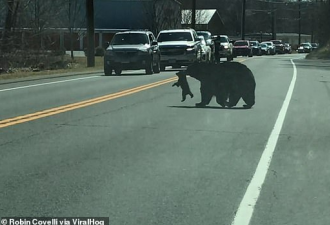 崩溃：带4个熊孩子过马路，黑熊妈妈火爆全网