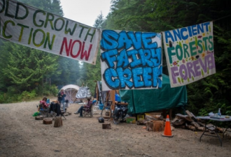 示威者需拆除温哥华岛路障准许伐木