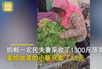 河北农民夫妻1300斤菠菜竟然只卖了15元