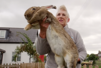 1.3米世界最大兔子被偷，主人悬赏1000英镑寻