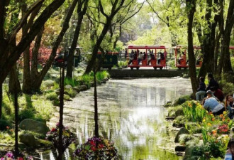 上海一公园整片郁金香被游客拔光 草坪一片狼藉