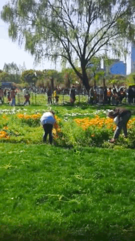 上海一公园整片郁金香被游客拔光 草坪一片狼藉