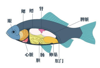 因为吃了鱼的这个部位 中国男子多器官严重损害
