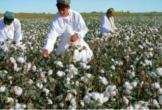 中国已在寻找美国棉花替代品 3到5年摆脱
