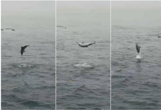 惊人一幕：300只“飞旋海豚”跃出海面