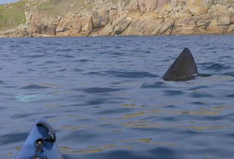 英国海域被曝面临鲨鱼大规模入侵，竟因新冠